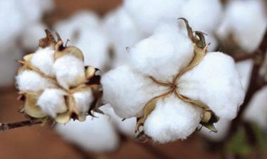 Cotton bolls produced on the High Plains. Texas A&amp;M AgriLife photo by Kay Ledbetter