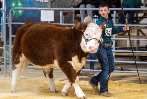 GRAND CHAMPION Kye Baker shows his Hereford steer at the Garza County Junior Livestock Show. Baker earned Reserve Grand Champion Steer with an English entry and was named Junior Showmanship winner in the steer division. | RON FRANCIS PHOTO
