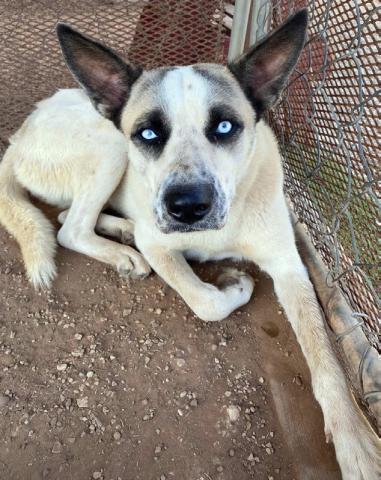 Local heroes: Post Animal Refuge Center celebrates 16 years of saving lives