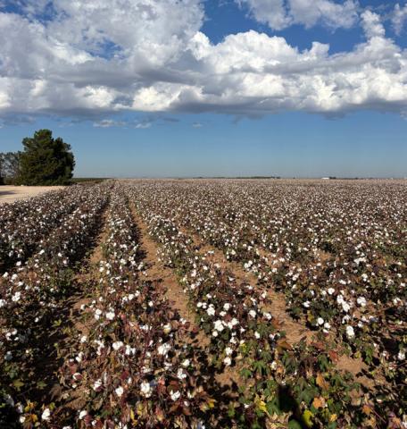 ROWS OF COTTON Cotton harvest is soon arriving as summer comes to a close. Rynn Norman gave Paula Jackson a field trip a few miles outside of Post. | PAULA JACKSON PHOTOS