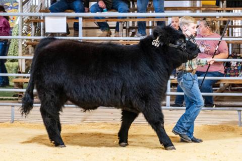 County Stock Show set for next weekend