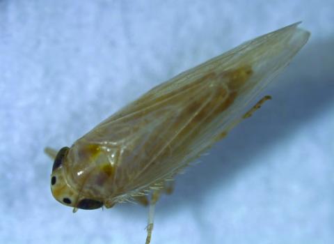 INSECT PRESSURE Corn leafhopper was a problem in some Texas corn-growing regions and other states in 2024 threatening both yields and grain quality. | TEXAS A&amp;M AGRILIFE PHOTO