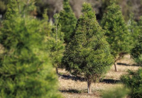 CHRISTMAS TREES Texas Christmas tree farms continue to see high demand for choose-and-cut trees. LAURA MCKENZIE | TEXAS A&amp;M AGRILIFE