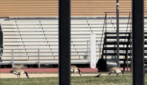FIELD DAY Geese and smaller birds were out on a spring morning last month on the current grass football field at Redman Stadium. They won’t get to forage there for much longer, as artificial turf is on the way. | POST DISPATCH