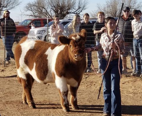 GRAND CHAMPION STEER ANNIE BASINGER