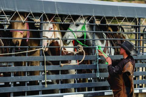 Horses are lined up in a trailer ready for transport in West Texas. Safety should be paramount for both livestock and trailering equipment before traveling Texas roadways. Texas A&amp;M AgriLife photo by Sam Craft
