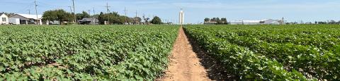 Cotton field in Idalou, Texas. Photo taken July 21, 2023. | PHOTO PROVIDED