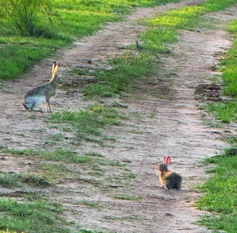 I SPY Dianne James spotted these two Jack Rabbits northeast of Post while checking cows and horses on Sunday, May 11. | DIANNE JAMES PHOTO