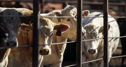 Record beef production