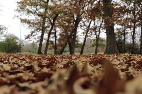 What to do with fallen leaves