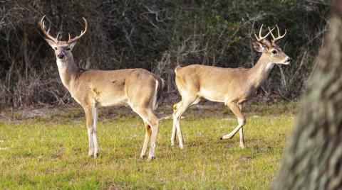 White-tailed deer will be the focus of an Oct. 5 webinar talking about population, habitat and diet. | Texas A&amp;M AgriLife photo by Michael Mille
