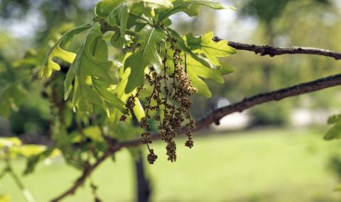 Pesky, proliferant pollen