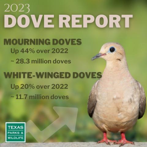 Despite unrelenting summer heat, Dove Season expected to have soaring numbers