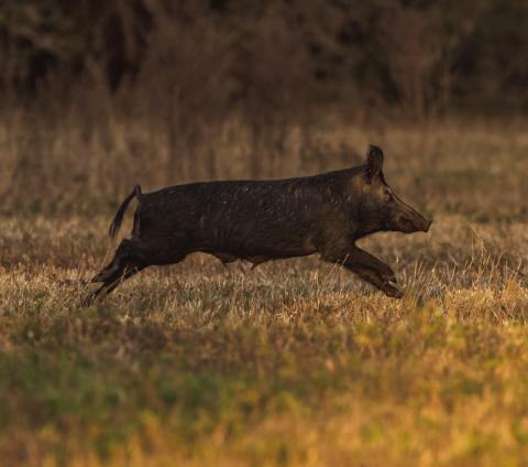 Feral hog management is the topic of the May 2 webinar