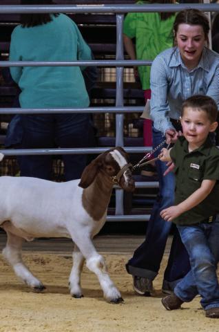 Stock Shows are just hard work! Just ask Grady Dorsett, who participated in the Pee-Wee Goat Show at the Garza County Junior Livestock Association show with the help of Hannah Krauser. Grady, who is four years old, is the son of Whitney and Matt Dorsett. Hannah Krauser is a junior at PHS and won Grand Champion Lamb during the 2023 GCJLA Show. Hannah is the daughter of Chelisa Williams-Krauser. Photo by Ron Francis