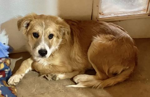 PET OF THE WEEK