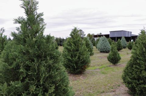 Growers report healthy demand for fresh-cut Christmas trees