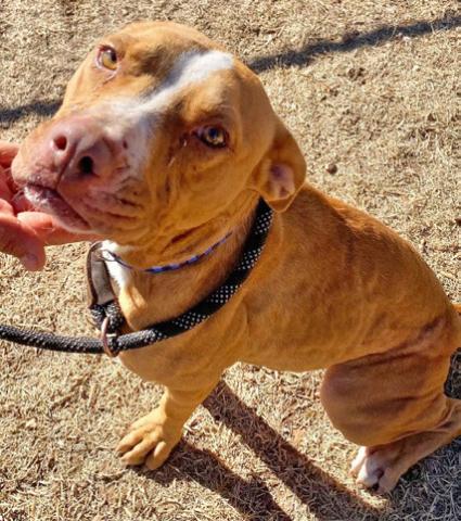 PET OF THE WEEK