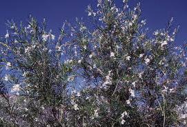 Plant a tree on Arbor Day