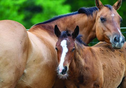 Texas A&M AgriLife veterinarian recommends vaccinations to protect horses from mosquito-borne disease