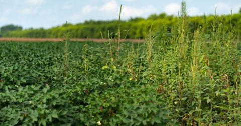 Mid-Plains Ag Expo set for Jan. 18 in Plainview