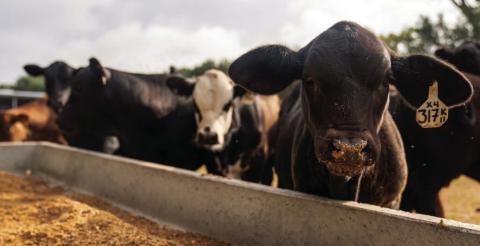 Answering the cattle nutrition protein question