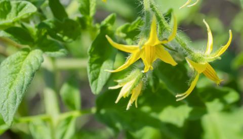 AFTER POLLINATION AND FERTILIZATION, soon a tiny tomato fruit will be visible, which then expands, elongates, and a fruit develops. However, if anthers do not vibrate, releasing pollen, there is no pollen to effect pollination. | iSTOCK PHOTO