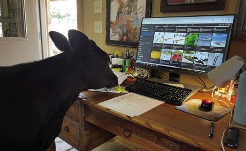 This bottle-fed calf wandered into the office to browse popular websites for kayak equipment. Given the recent rains in the area a kayak might be a good idea. Photo by McKenzie Prather