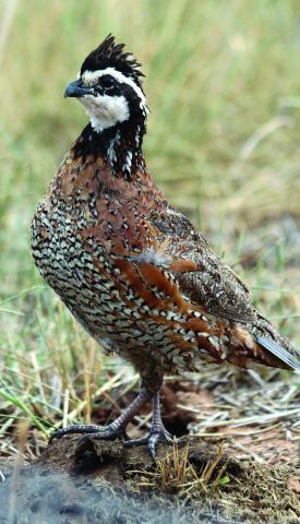 100th Quail Appreciation Day set for May 17