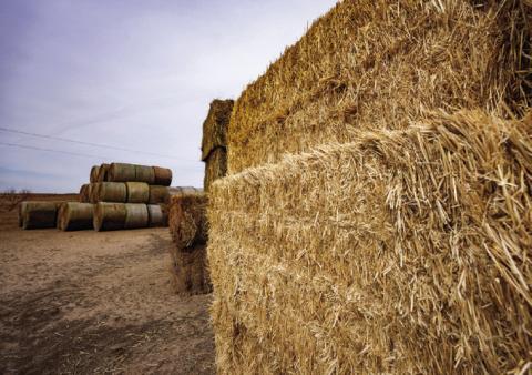 HAYBALES All kinds and sizes were collected and stacked in four Animal Supply Points operated by Texas A&amp;M AgriLife Extension Service in response to the Smokehouse Creek, Windy Deuce and Grapevine Creek fires. | SAM CRAFTTEXAS A&amp;M AGRILIFE PHOTO