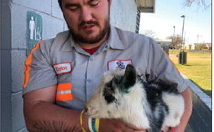 ON THE LOOSE Sunday afternoon, December 8, Dawn Graves found herself chasing a goat that has been on the loose since Saturday. A farmer from Lubbock lost the goat while traveling through town on his way to deliver the goat to a one-year-old's birthday. The goat was chased down to the Southlake Park bathrooms where animal-control Kaylon (pictured) was able to rescue and return it. | DAWN GRAVES PHOTO