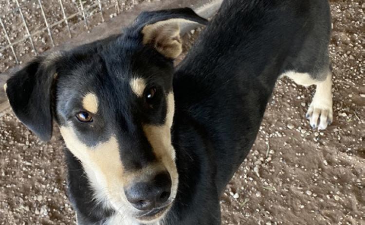 PET OF THE WEEK