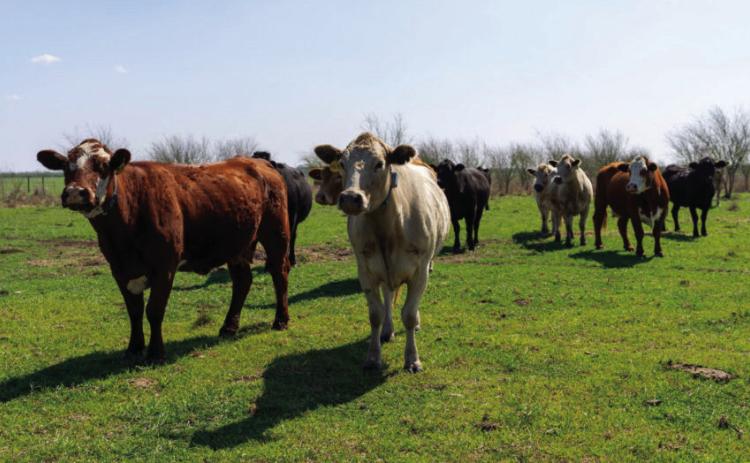 Texas A&M ranch management school offered April 8-12
