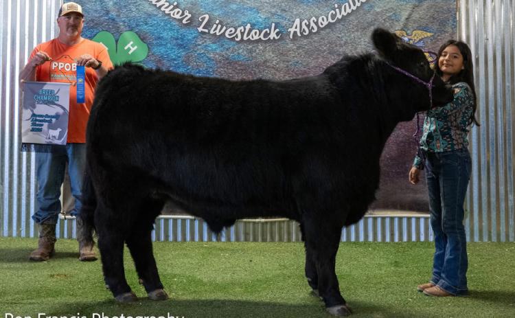 GRAND CHAMPION ABC STEER AUBREY MENCHACA