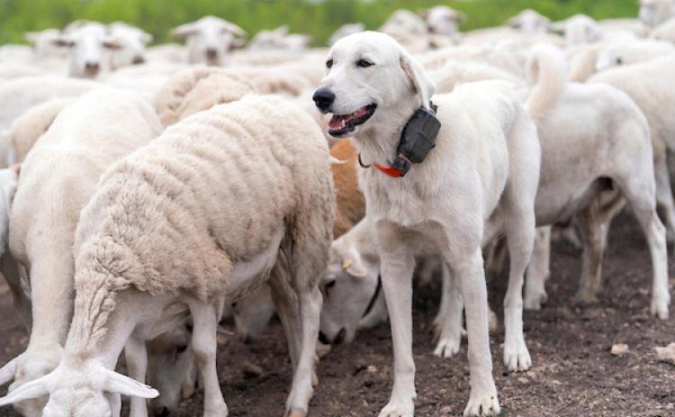 GUARDIAN DOG DAY The Texas A&amp;M AgriLife Extension Service will host its 9th annual Spring Livestock Guardian Dog Field Day on May 1 in San Angelo from 8 a.m. to 4 p.m. | MICHAEL MILLER PHOTO