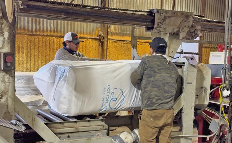 West Texas cotton: high quality, low prices challenge local producers