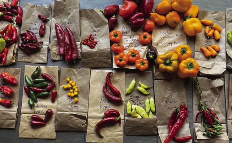 GIFT OF CHILE'S Peppers can be used in a variety of ways to make sauces | PHOTO BY ANGELINA LARUE