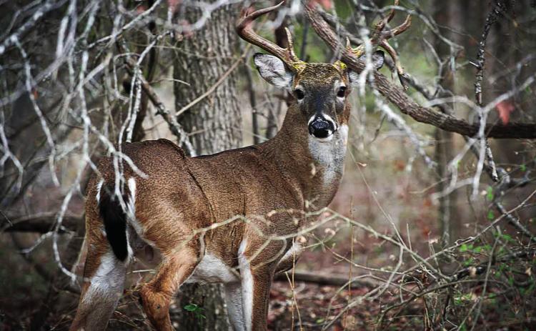 WHITETAIL SEASON in Texas begins Nov. 2. | CHASE A. FOUNTAIN, TPWD