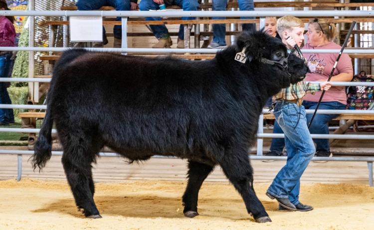 County Stock Show set for next weekend