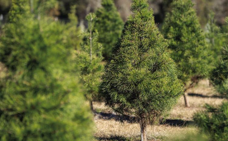 CHRISTMAS TREES Texas Christmas tree farms continue to see high demand for choose-and-cut trees. LAURA MCKENZIE | TEXAS A&amp;M AGRILIFE
