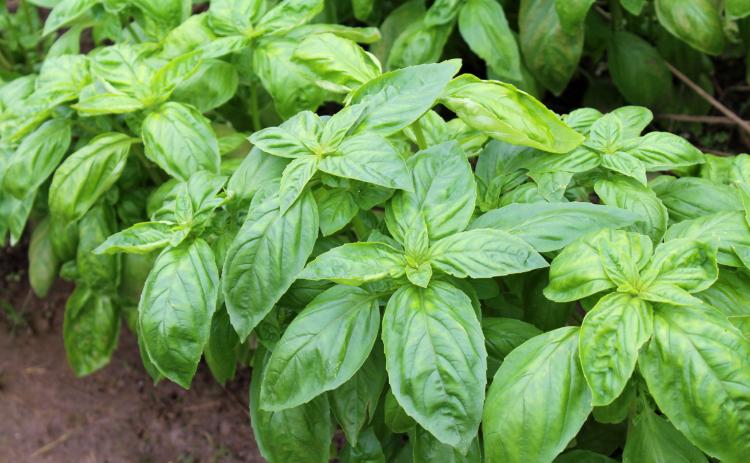 PINCHING BASIL encourages bushy growth, which keeps plants leafy. | iSTOCK PHOTO