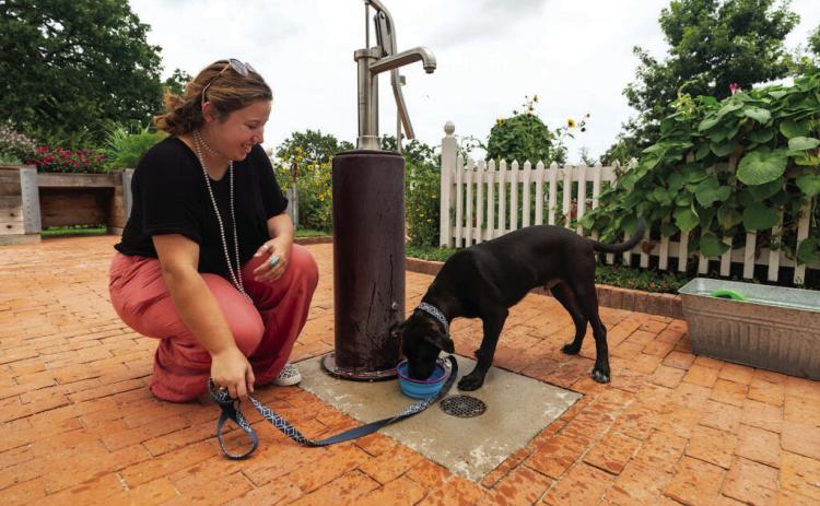 Protect pets during the dog days of summer