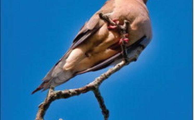 Strong Dove population numbers anticipated as hunters fly toward opening day
