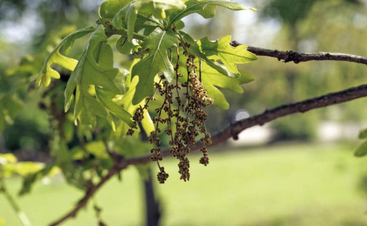 Pesky, proliferant pollen