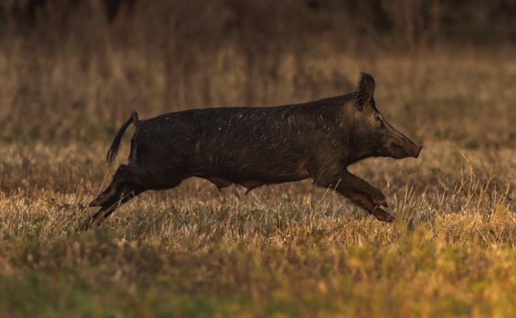 Feral hog management is the topic of the May 2 webinar