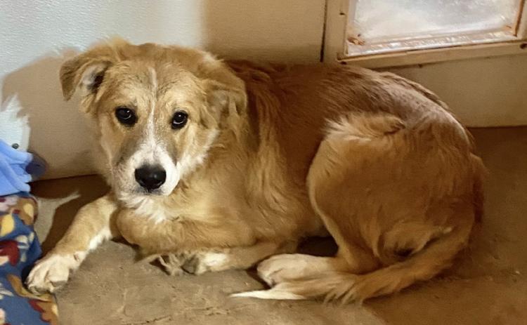 PET OF THE WEEK