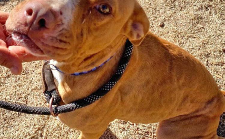 PET OF THE WEEK