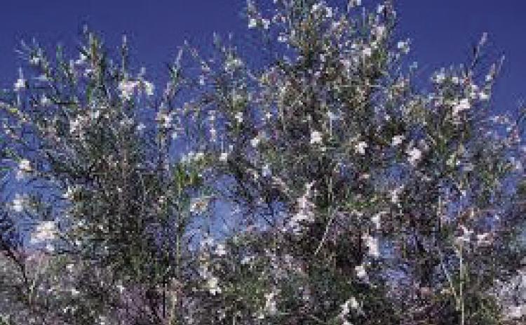 Plant a tree on Arbor Day
