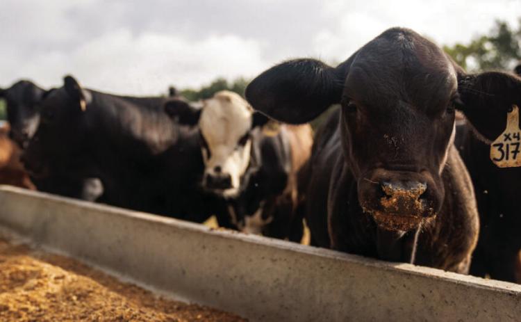 Answering the cattle nutrition protein question