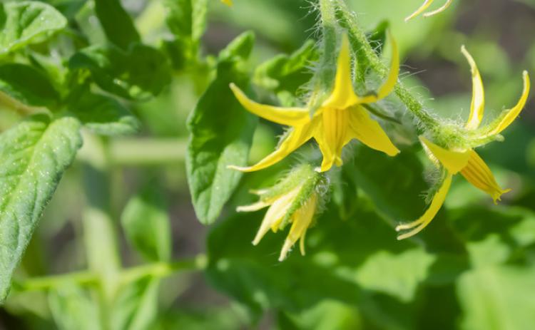 AFTER POLLINATION AND FERTILIZATION, soon a tiny tomato fruit will be visible, which then expands, elongates, and a fruit develops. However, if anthers do not vibrate, releasing pollen, there is no pollen to effect pollination. | iSTOCK PHOTO